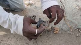 Turtle hatchlings caught in fishing nets in south india