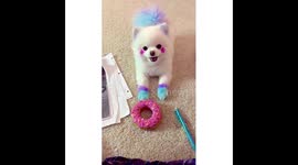 Chewy, a Sassy Little Teacup Pomeranian, Wants Her Donut THROWN NOW - in Slow Motion
