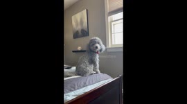 Cute dog Sammy who is a miniature poodle looks out the window where he hopes to see the outside world including birds and squirrels