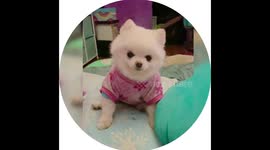 Chirping Baby Girl - Chewy the Cutest Teacup Pomeranian Talking Smack