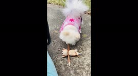 Chewy, the Cutest and Sassiest Teacup Pomeranian With Her Monkey Chattering and Talking Away