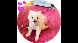 Chewy The Cutest Teacup Pomeranian Getting Sassy With Her Duck, Her Favorite Toy