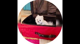 Chewy The Cutest and Sassiest Teacup Pomeranian Is Also The Best Travel Luggage Suitcase Packing Assistant
