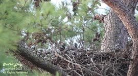 Bald Eagle baby in his nest tries tests his wings and jumping skills as he teaches himself to fly