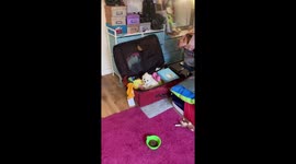 Chewy the Cutest and Sassiest Teacup Pomeranian Dog Pup Helping Momma Pack for Trip Just Chilling in The Suitcase
