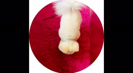 Chewy The Cutest and Sassiest Teacup Pomeranian Dog Pup Getting A Bacon Treat For Being the Cutest Dancing Pet