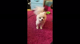 Chewy The Cutest and Sassiest Teacup Pomeranian Dog Pup Chirping and Talking At My Front Door