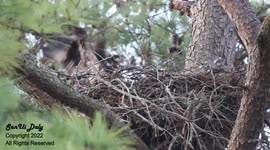 While Mom and Dad Bald Eagle are off fishing, 6-7 week old baby Eaglet jumps and tests his wings while alone in the nest
