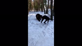 Domesticated bear playfully chases Russian man in forest but still scary to watch