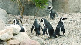 Why penguins are perfectly suited for arctic marine lifestyle