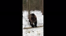 Excitable bear cub bounces up and down on tree branch in Russia