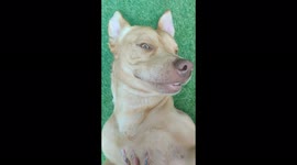 The derpiest face getting the best rubs, silly face dog cuddles