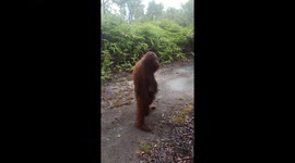 Unfazed orangutan takes stroll through Borneo forest whilst being filmed