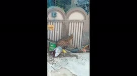 Watch - Leopard which enters a house in Merrut breaks the trap and runs among crowd on road , rescued after 9 hours