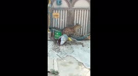 Wild leopard spreads panic after breaking and escaping net trap