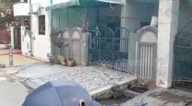 Captured leopard escapes net, rescued after marathon operation in northern India