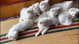 Funny video kitten