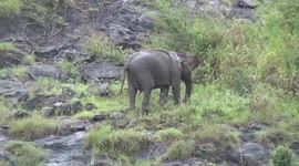 Elephant climbs mountain with calf in Sri Lanka