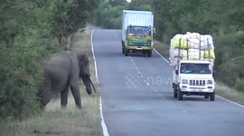 elephant attacking to car buttala kataragama road and looking for fruits