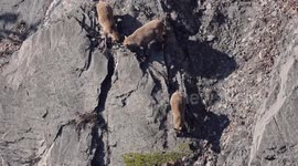 FOUR DAREDEVIL ALPINE IBEX PLAY AND RUN DOWN IN STEEP MOUNTAIN CLIFF