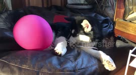 Our very active Alaskan Malamutes Enjoying Downtime Activities