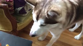 Alaskan Malamutes Fish and Dotty Want Monster Egg On The Double