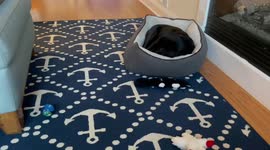 Who says you can’t teach Old Dogs  new tricks! Please watch this adorable video.