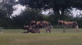 Finishing their tee! Golfers AMAZED to find pack of rare African wild dogs eating impala on COURSE