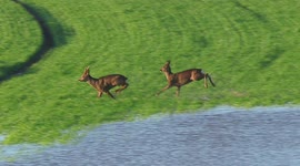 Deers make quick getaway after being cornered on public footpath