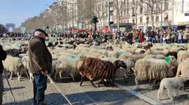 Sheep in Paris: 2,000 stroll on Champs-Élysées