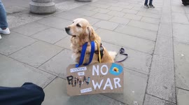 Dogs Help Out At The Stop The War In Ukraine Protest