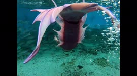 Beautiful Mermaid swimming in the deep ocean! #mermaid #ocean