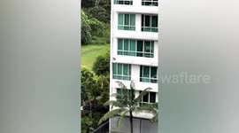 Monkey slides down building after stealing slice of bread in Singapore