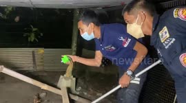 Large python caught strangling chicken on farm