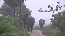 Elephants make their way across forest cover amid rainfall in Sri Lanka