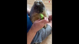 Clingy groundhog munches on an avocado