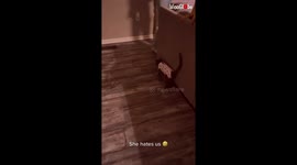 'Adorable cat is NOT HAPPY wearing her surgery recovery onesie *Hilarious Fail* '