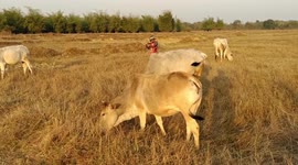Drove of cows on their retracing steps to their homes drawn by Orpheus' melodious tunes on his flute in Eastern India