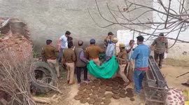 Tiger that entered Indian village is tranquillised and stretchered away by officials