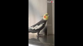 'Chirpy cockatiel entertains owner with a cute song while she cooks dinner 
'