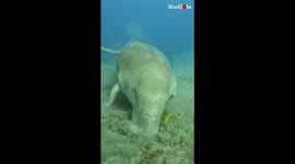 Chow down with the fascinating sea cow caught by a passing diver in Egypt