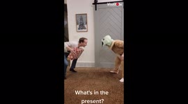 'Fun family game turns into an ALOHAest Christmas surprise '