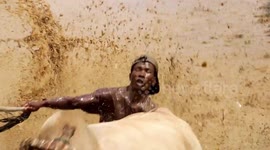 Indonesian farmers take part in super-fast cow racing at muddy paddy field