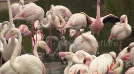 Ignore the patriarchy! Male and female flamingos share parenting duties equally