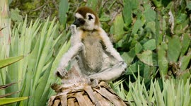 Madagascar lemurs are so much fun to watch