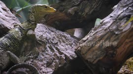 Inside the life of the Komodo Dragon's elusive cousin