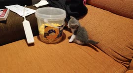 Little cat exploring the surroundings