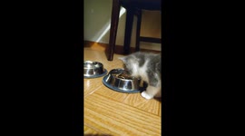 Little cat having dinner