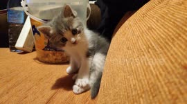 Little cat exploring the couch and playing with my finger