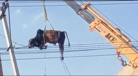 Crane used to rescue bull that managed to climb onto roof of 2-storey building in India